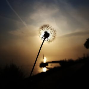 dandelion-3381545_1920